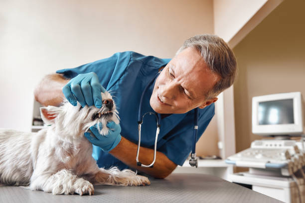 Best Dental Abscess Treatment in Slaton, TX